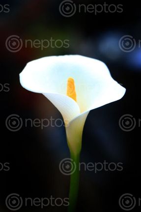 Find  the Image calla,lily,flower#,stock,image,nepal,photography,sita,maya,shrestha  and other Royalty Free Stock Images of Nepal in the Neptos collection.