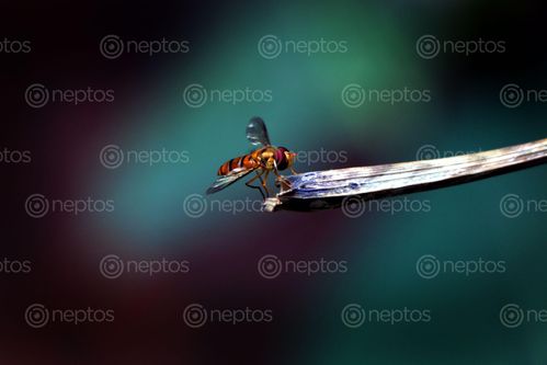 Find  the Image small,hoverfly,stock,image,nepalphotography,sita,maya,shrestha  and other Royalty Free Stock Images of Nepal in the Neptos collection.