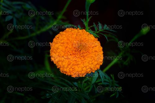 Find  the Image marigold,flower,stock,image,nepal_photography,sita,maya,shrestha  and other Royalty Free Stock Images of Nepal in the Neptos collection.