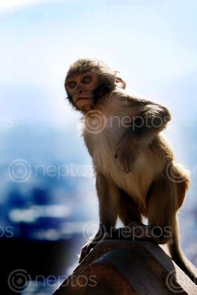 Find  the Image monkey,baby,swayambhunath,stupa,kathmandu,nepal#stockimage#,nepalphotographybysita,mayashrestha  and other Royalty Free Stock Images of Nepal in the Neptos collection.