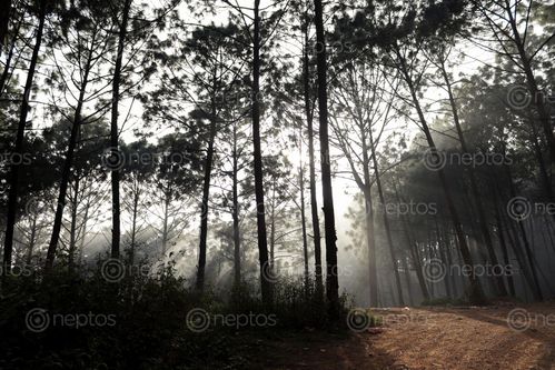 Find  the Image rays,sunlight,forest,trees,tansen,palpa  and other Royalty Free Stock Images of Nepal in the Neptos collection.