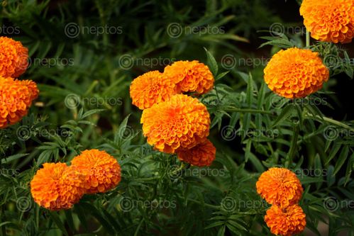 Find  the Image marigold,flower#stock,image,#nepalphotographybysitamayashrestha  and other Royalty Free Stock Images of Nepal in the Neptos collection.