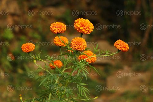 Find  the Image marigold,flower#stock,image,#nepalphotographybysitamayashrestha  and other Royalty Free Stock Images of Nepal in the Neptos collection.