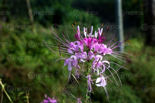 Find  the Image autumn,flowers,garden,nepal#stock,image,nepal,photography,bysitamayashrestha  and other Royalty Free Stock Images of Nepal in the Neptos collection.