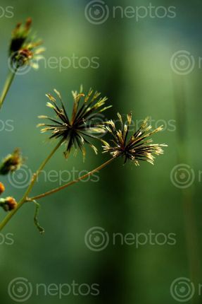 Find  the Image forest,flower#stock,image,#nepalphotographybysitamayashrestha  and other Royalty Free Stock Images of Nepal in the Neptos collection.