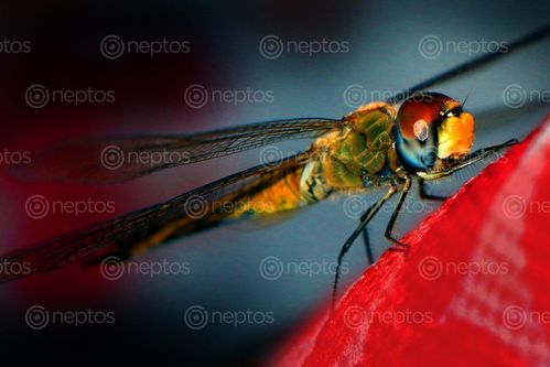 Find  the Image insect,stock,image,#nepalphotographybysita,maya,shrestha  and other Royalty Free Stock Images of Nepal in the Neptos collection.