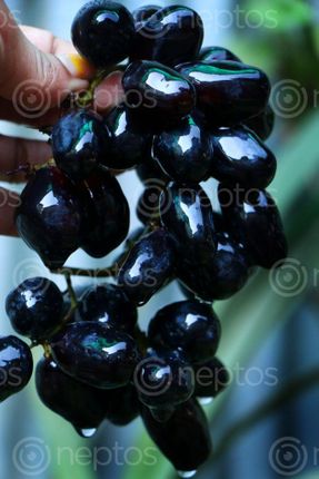 Find  the Image black,grapes,l#stockimage#nepalphotography,sita,mayashrestha  and other Royalty Free Stock Images of Nepal in the Neptos collection.