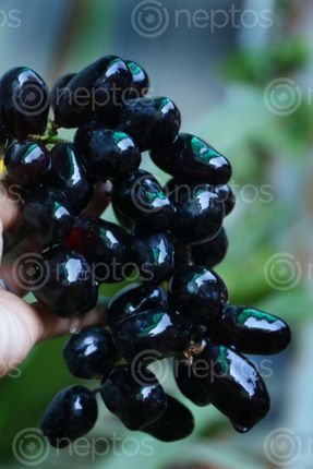 Find  the Image black,grapes,#stockimage#nepalphotography,sita,mayashrestha  and other Royalty Free Stock Images of Nepal in the Neptos collection.