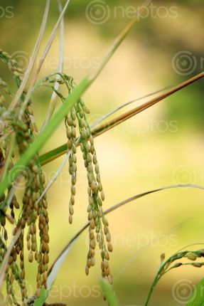 Find  the Image rice,plant,field,sindhupalchok,bigal#stockimage,#nepalphotographybysitamayashrestha  and other Royalty Free Stock Images of Nepal in the Neptos collection.