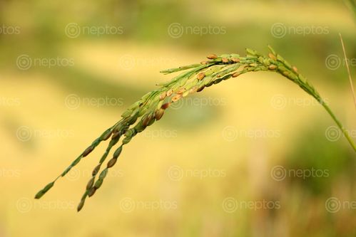 Find  the Image rice,plant,field,sindhupalchok,bigal#stockimage,#nepalphotographybysitamayashrestha  and other Royalty Free Stock Images of Nepal in the Neptos collection.