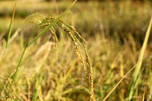 Find  the Image rice,plant,field,sindhupalchok,bigal#stockimage,#nepalphotographybysitamayashrestha  and other Royalty Free Stock Images of Nepal in the Neptos collection.