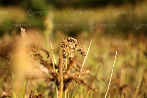 Find  the Image kodo-millet-plant-field,sindhupalchokbigal,/nepal#stockimage#nepalphotography,sita,mayashrestha  and other Royalty Free Stock Images of Nepal in the Neptos collection.