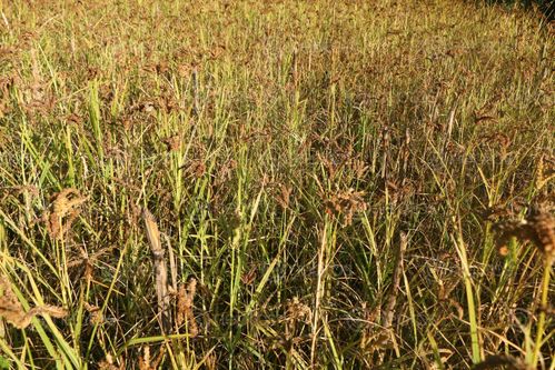 Find  the Image kodo-millet-plant-field,sindhupalchokbigal,/nepal#stockimage#nepalphotography,sita,mayashrestha  and other Royalty Free Stock Images of Nepal in the Neptos collection.