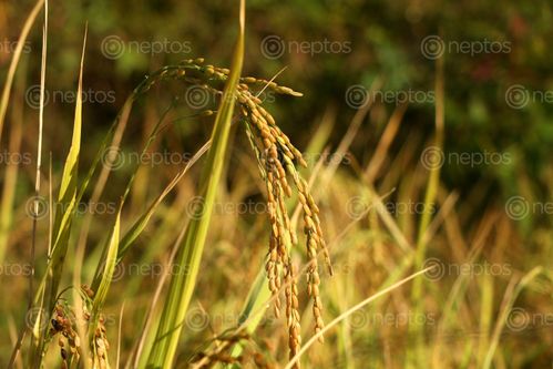 Find  the Image rice,plant,field,sindhupalchok,bigal#stockimage,#nepalphotographybysitamayashrestha  and other Royalty Free Stock Images of Nepal in the Neptos collection.