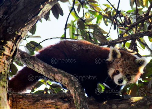 Find  the Image red,panda,gaeruwale,fidim,municipality,panchthar  and other Royalty Free Stock Images of Nepal in the Neptos collection.