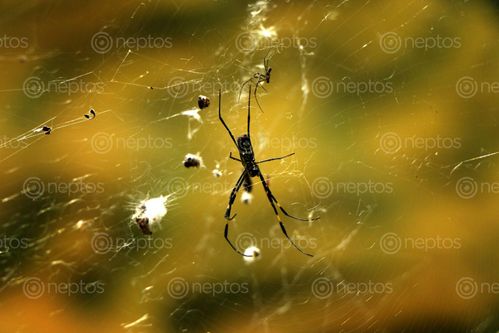 Find  the Image spider,web,#stockimage#nepalphotographybysitamayashrestha  and other Royalty Free Stock Images of Nepal in the Neptos collection.