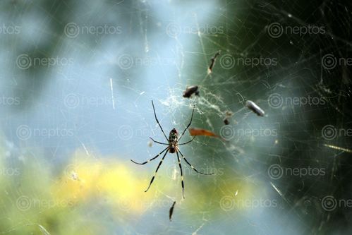 Find  the Image spider,web,#stockimage#nepalphotographybysitamayashrestha  and other Royalty Free Stock Images of Nepal in the Neptos collection.