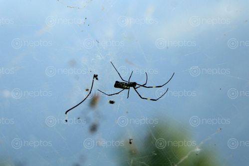 Find  the Image spider,web,#stockimage#nepalphotographybysitamayashrestha  and other Royalty Free Stock Images of Nepal in the Neptos collection.