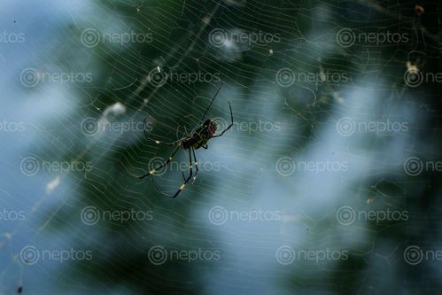 Find  the Image spider,web,#stockimage#nepalphotographybysitamayashrestha  and other Royalty Free Stock Images of Nepal in the Neptos collection.