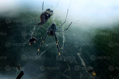 Find  the Image spider,web,#stockimage#nepalphotographybysitamayashrestha  and other Royalty Free Stock Images of Nepal in the Neptos collection.