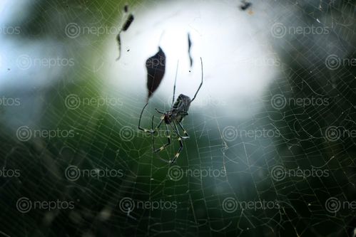 Find  the Image spider,web,#stockimage#nepalphotographybysitamayashrestha  and other Royalty Free Stock Images of Nepal in the Neptos collection.