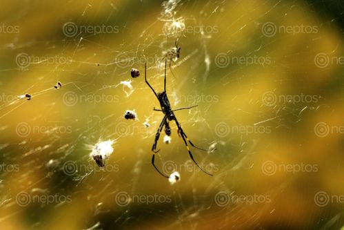 Find  the Image spider,web,#stockimage#nepalphotographybysitamayashrestha  and other Royalty Free Stock Images of Nepal in the Neptos collection.