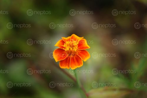 Find  the Image marigold,#stockimage,nepalphotographyby,sita,maya,shrestha  and other Royalty Free Stock Images of Nepal in the Neptos collection.