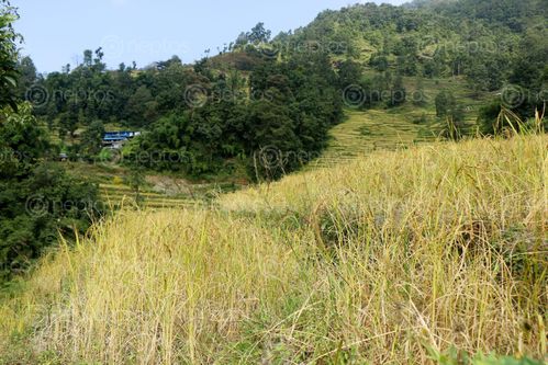 Find  the Image rice,field,#sindhupalchok,bigal,#stockimage,#nepalphotographybysitamayashrestha  and other Royalty Free Stock Images of Nepal in the Neptos collection.