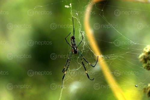 Find  the Image spider,web,#stockimage#nepalphotographybysitamayashrestha  and other Royalty Free Stock Images of Nepal in the Neptos collection.