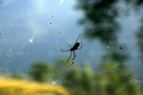 Find  the Image spider,web,#stockimage#nepalphotographybysitamayashrestha  and other Royalty Free Stock Images of Nepal in the Neptos collection.