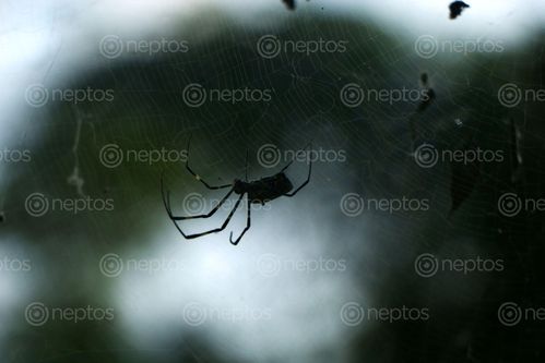 Find  the Image spider,web,#stockimage#nepalphotographybysitamayashrestha  and other Royalty Free Stock Images of Nepal in the Neptos collection.