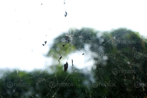 Find  the Image spider,web,#stockimage#nepalphotographybysitamayashrestha  and other Royalty Free Stock Images of Nepal in the Neptos collection.